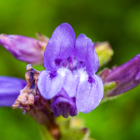 Penstemon euglaucus closeup photo