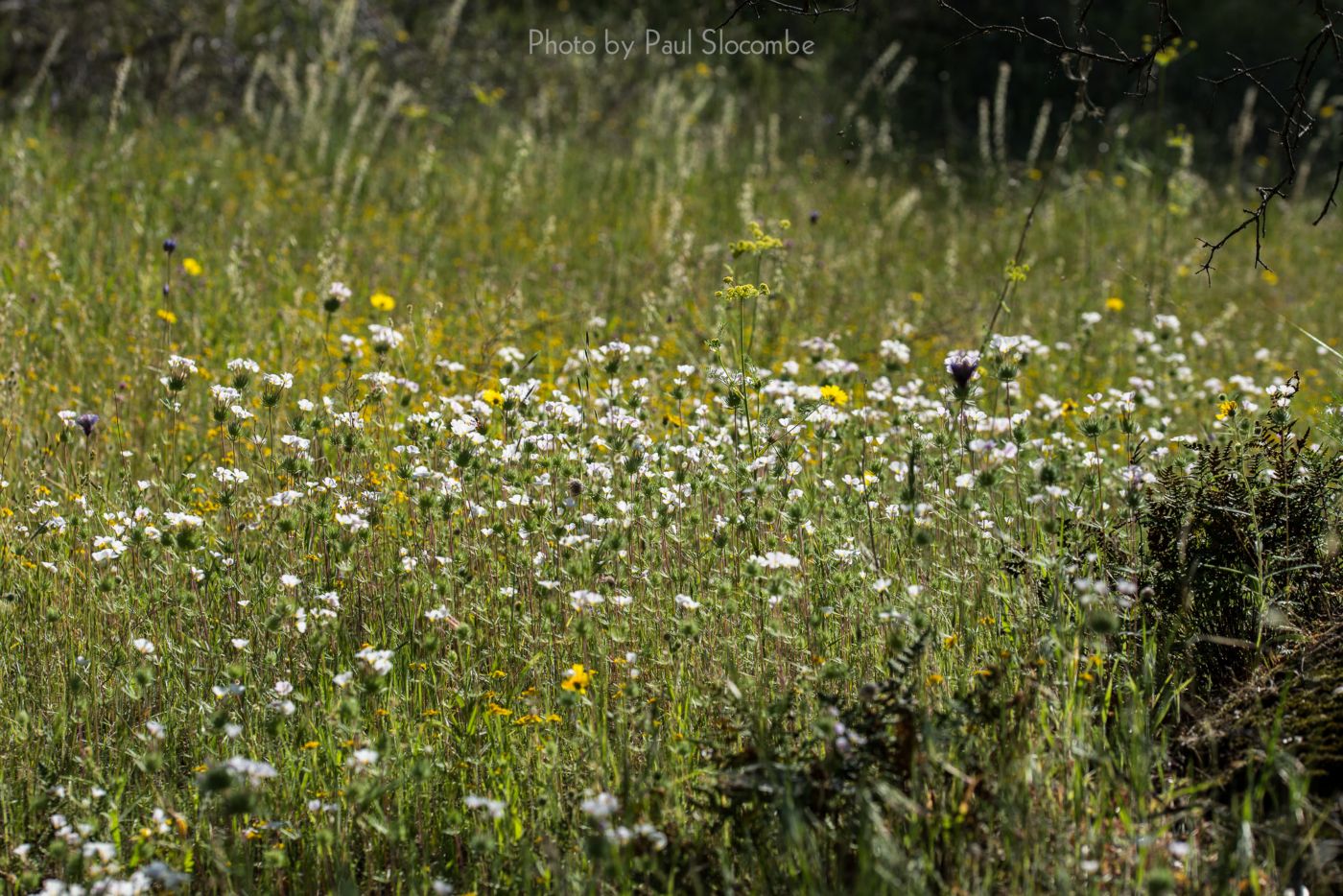 140420Flowers15578