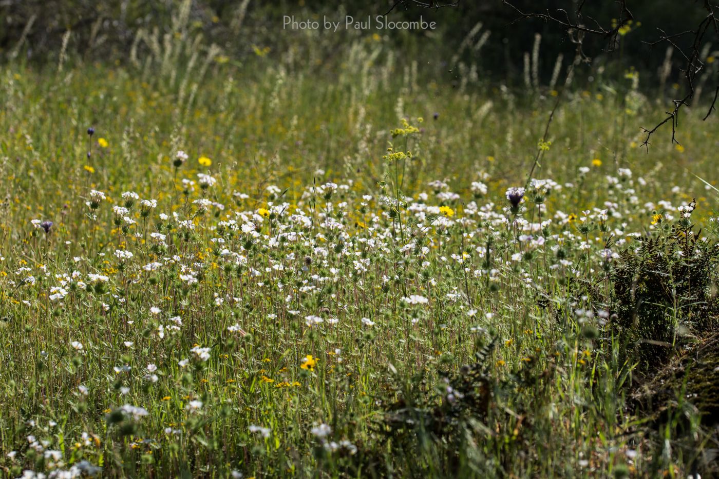 140420Flowers15578