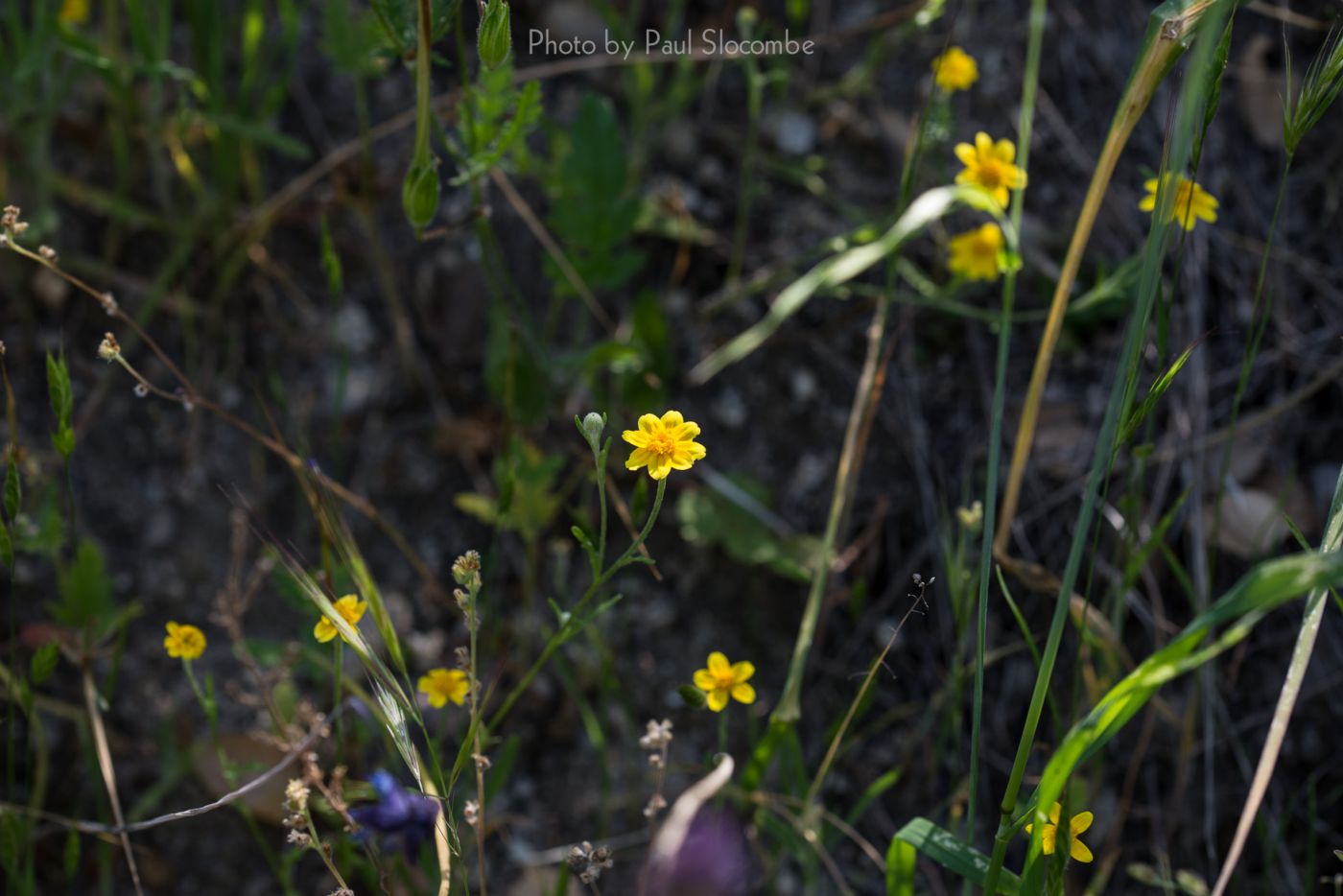 140420Flowers15579