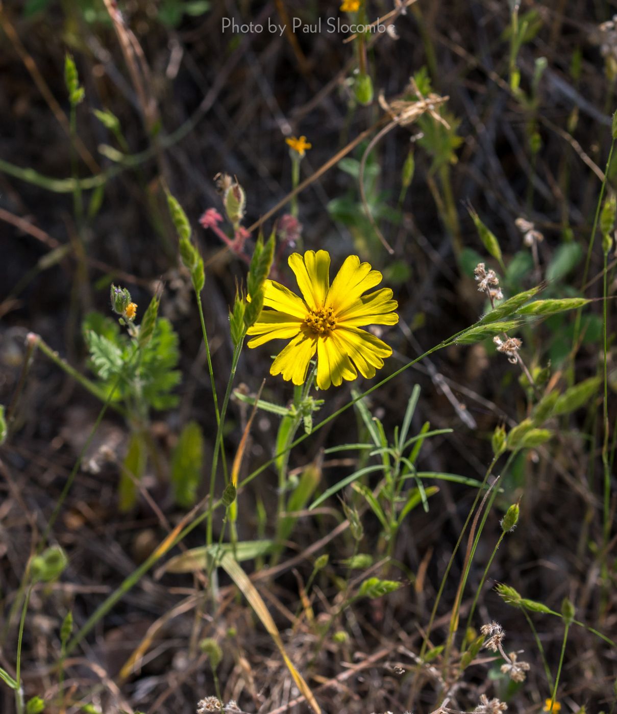 140420Flowers15582