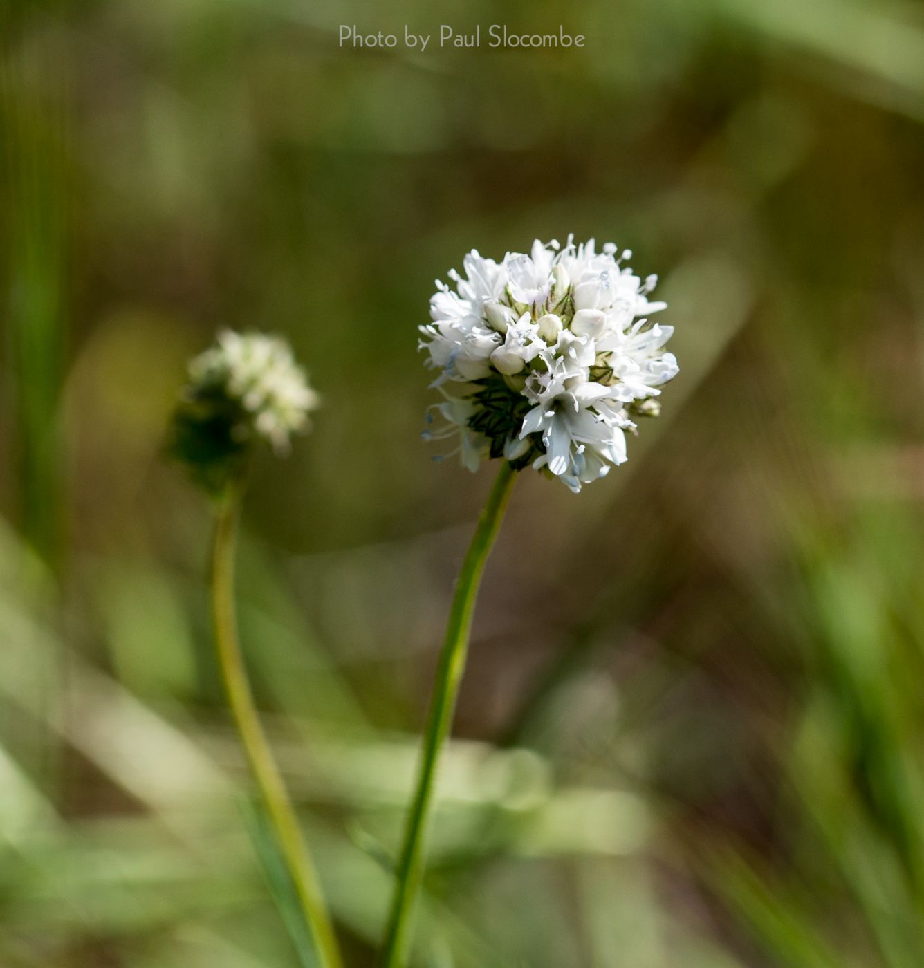 140420Flowers15584