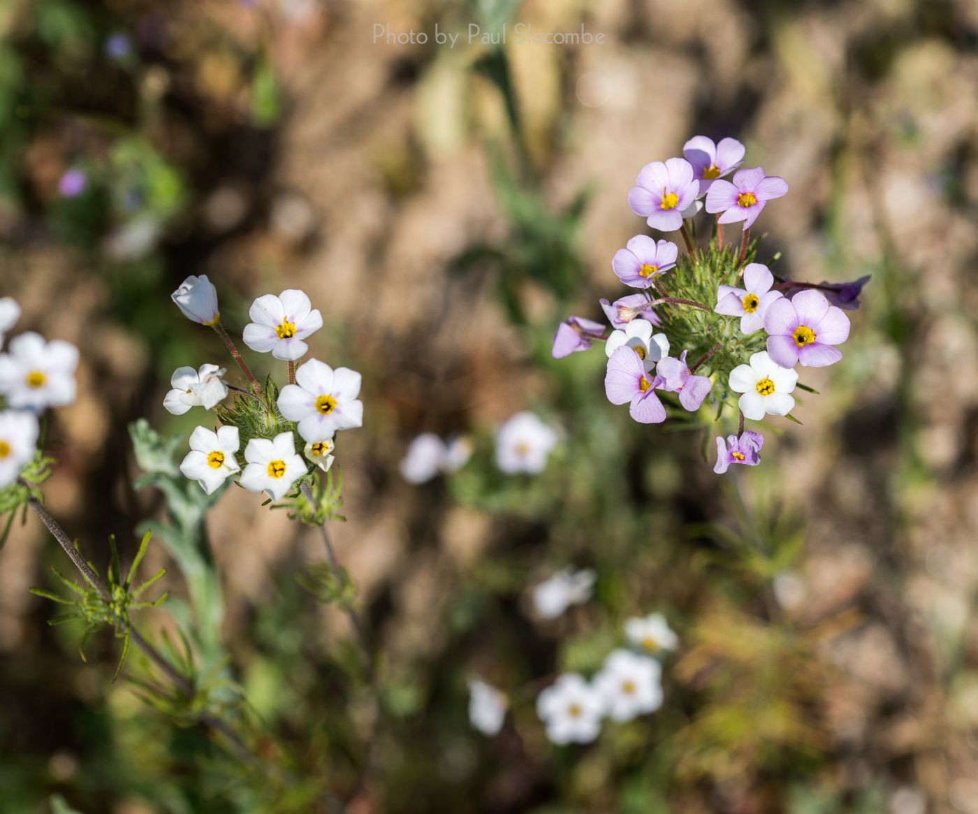 140420Flowers15587