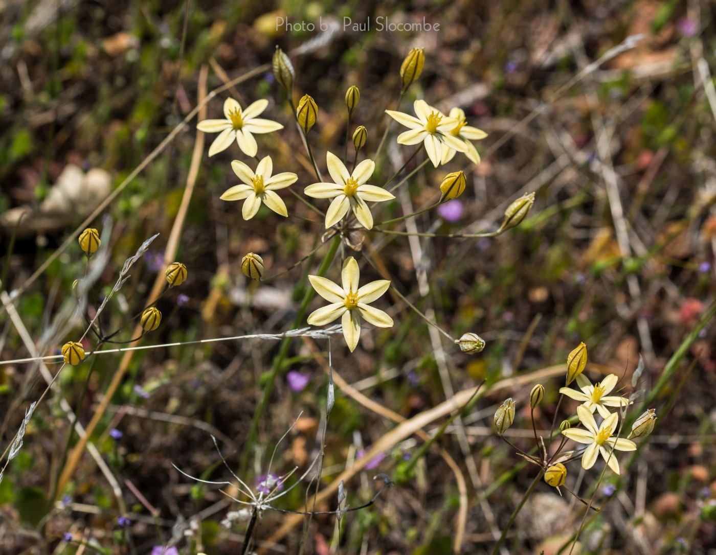 140420Flowers15588