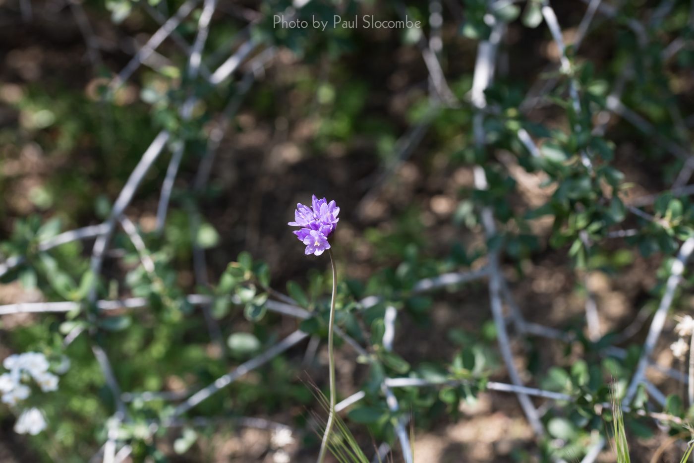 140420Flowers15602