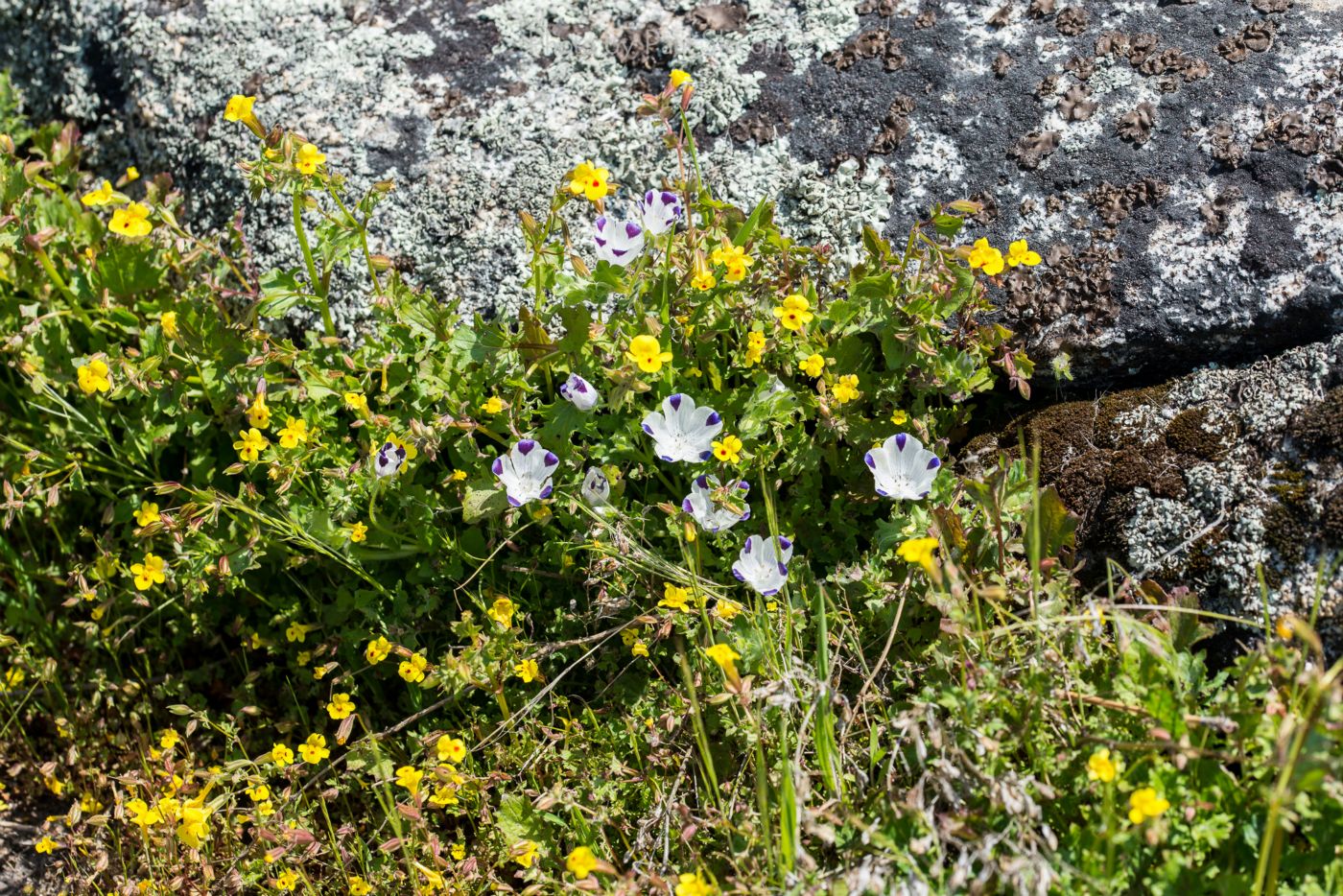 140420Flowers15621