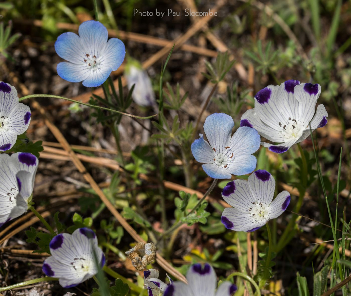 140420Flowers15630