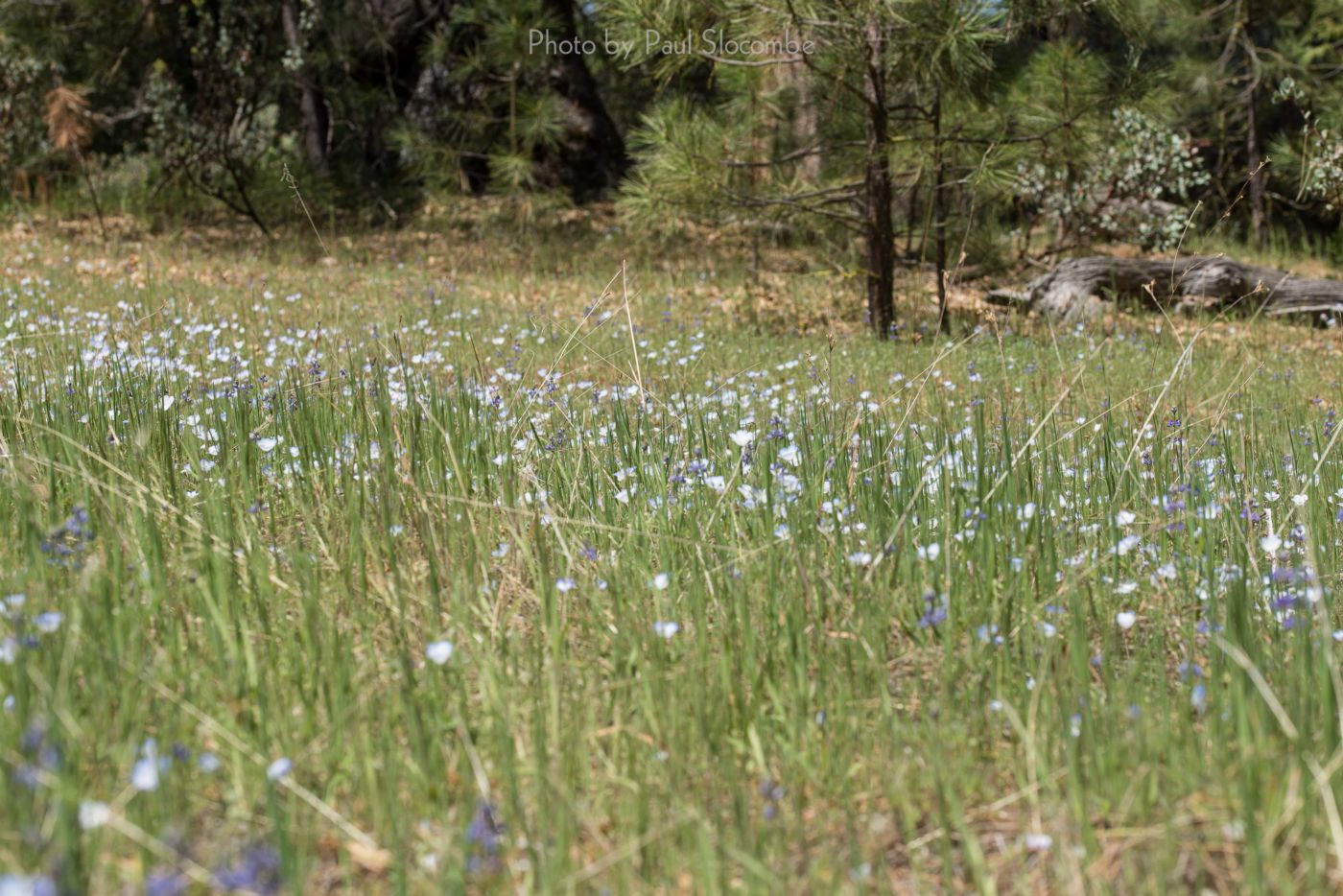 140420Flowers15633