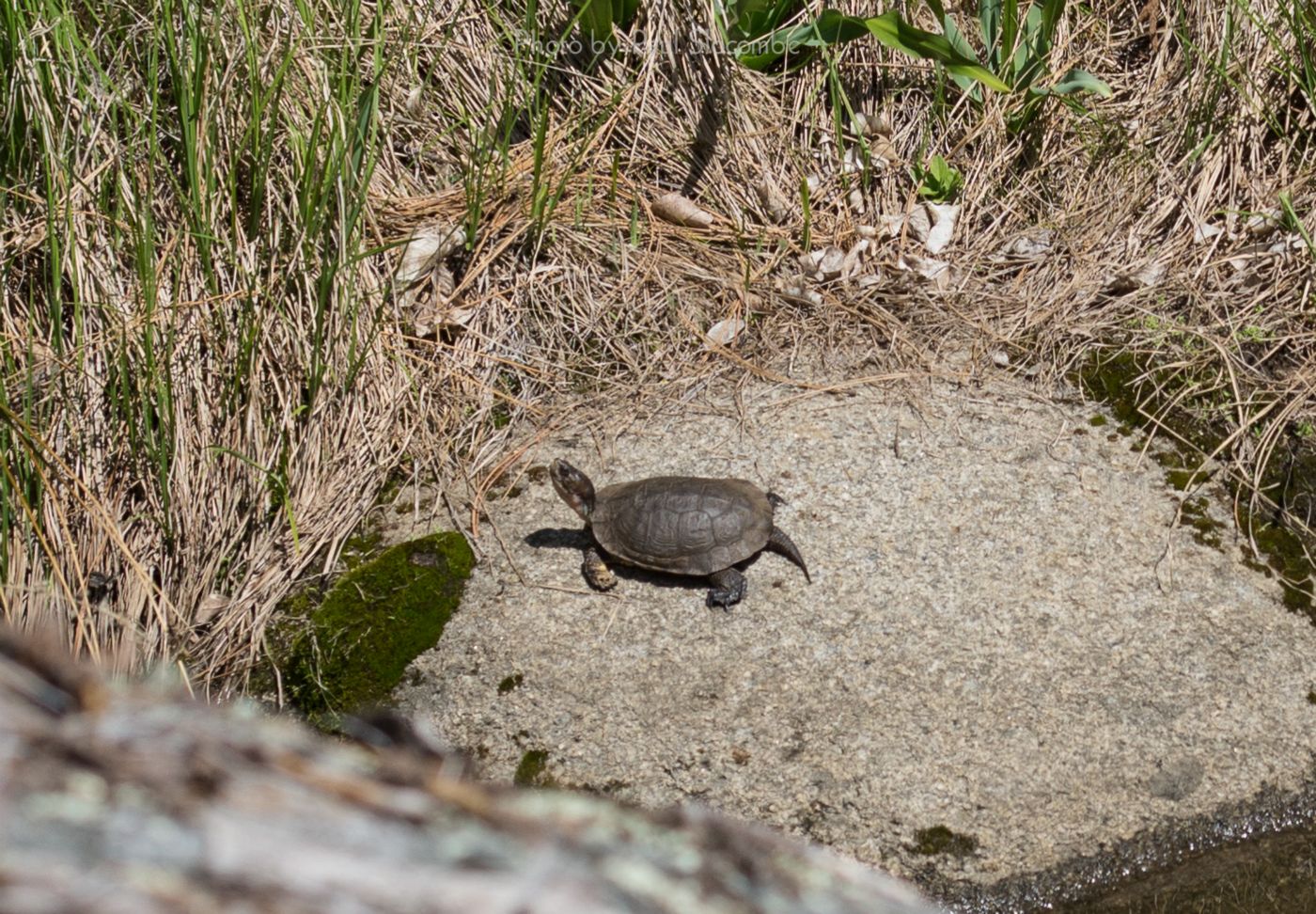 140420Turtles15635