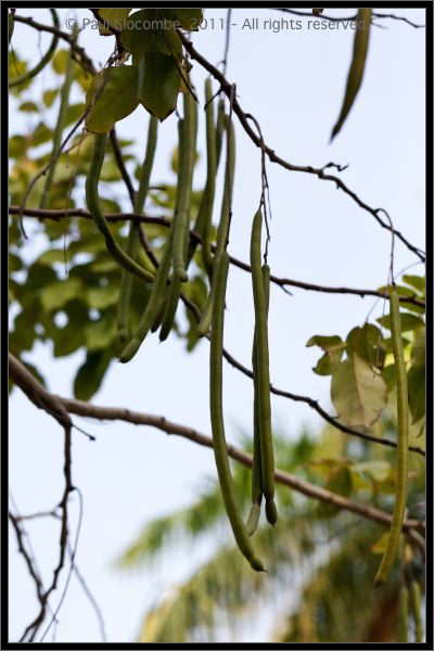 101223Thailand07596