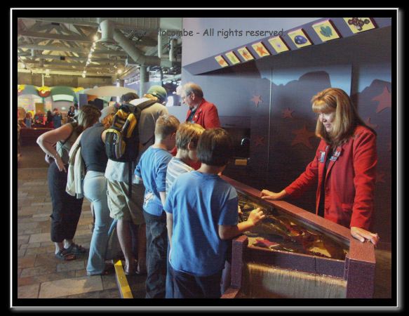 86 Cedwd1117056196