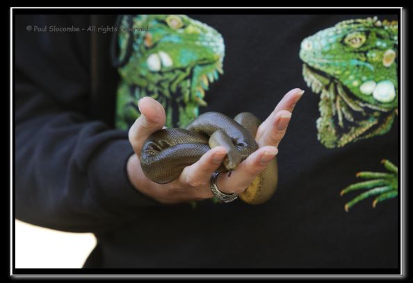 060916herpshow24925
