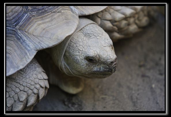 060916herpshow24968