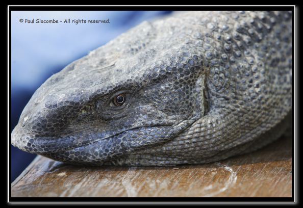 060916herpshow24937