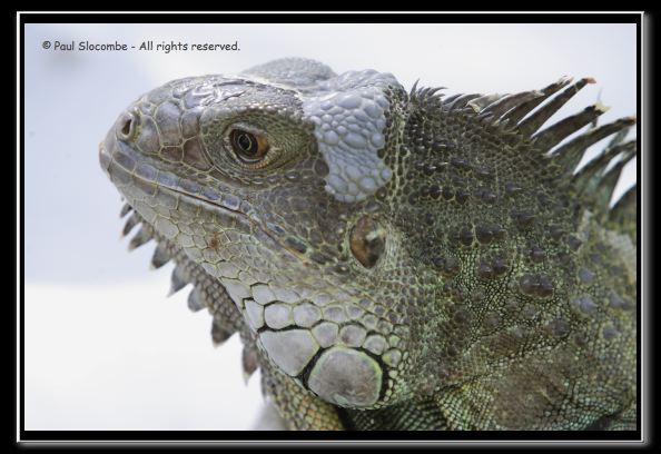 060916herpshow24939