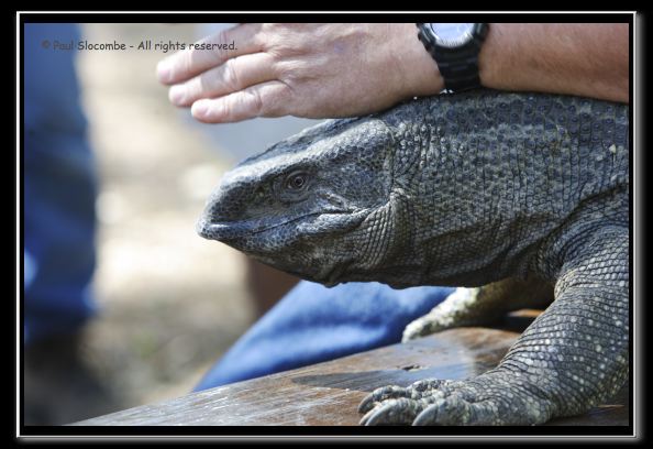 060916herpshow24941
