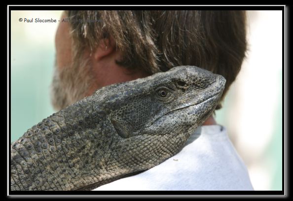 060916herpshow24950