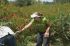 070819reivolunteer40174