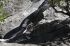 080908Yosemite52003