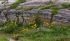 110402cuzco00183