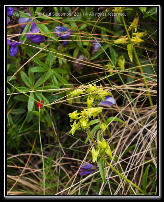 110405MachhuPicc00918