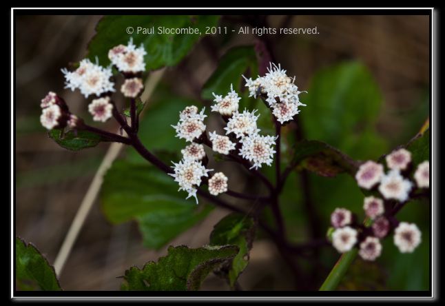110405MachhuPicc00925