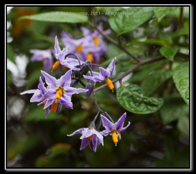 110405MachhuPicc00929
