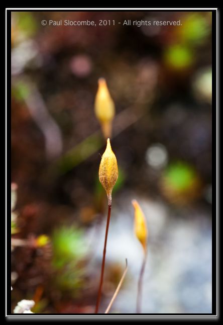 110405MachhuPicc00938