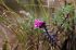 110406MachhuPicc00956