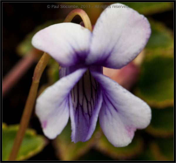 110406MachhuPicc01091