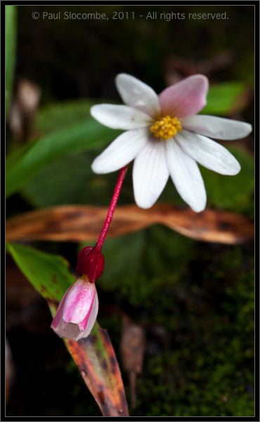 110406MachhuPicc01094