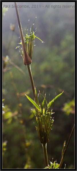 110407MachhuPicc01237