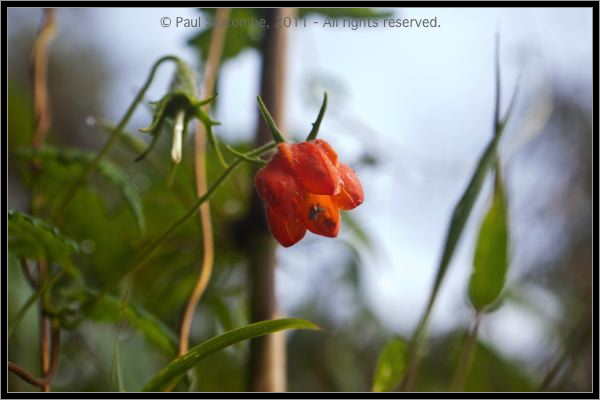 110407MachhuPicc01238