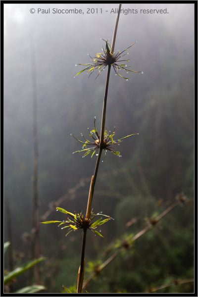 110407MachhuPicc01240