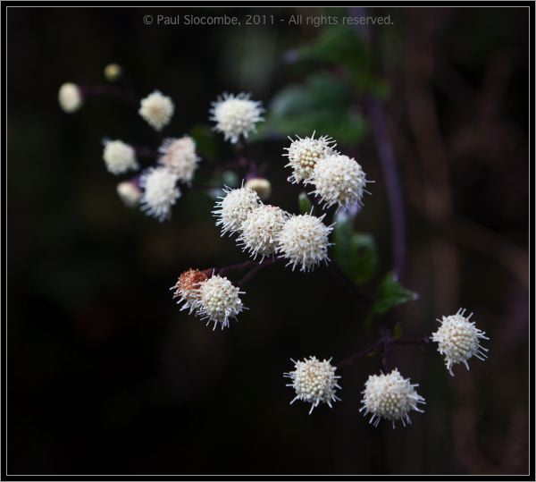 110407MachhuPicc01243