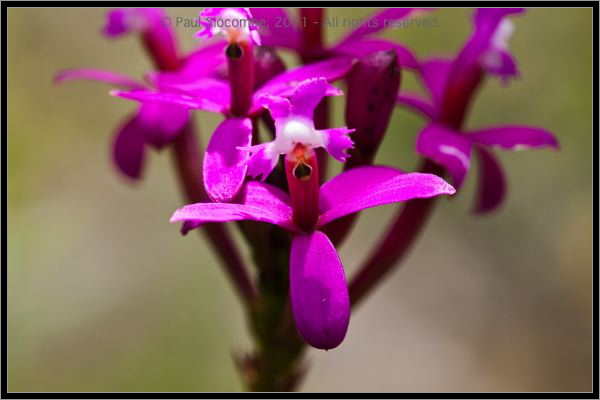 110407MachhuPicc01293