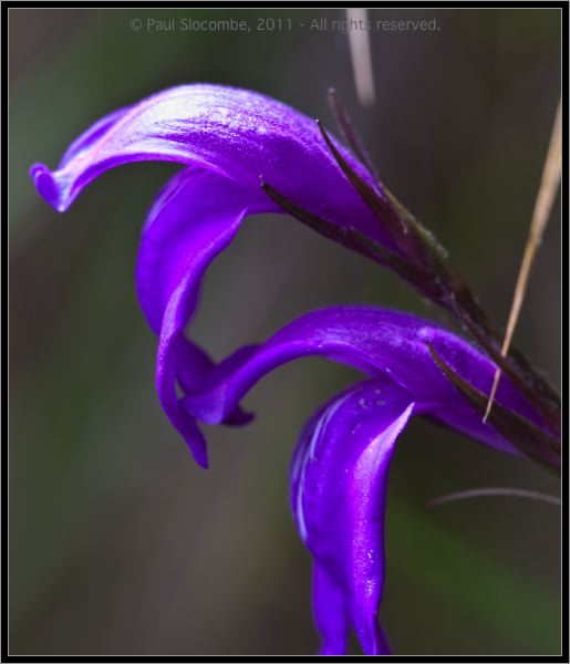 110407MachhuPicc01302