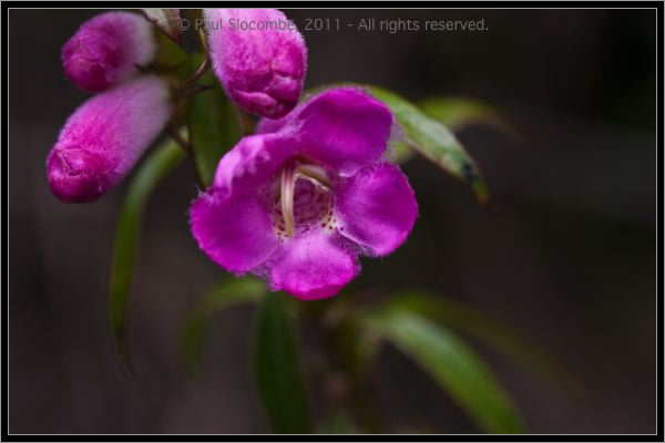 110407MachhuPicc01310