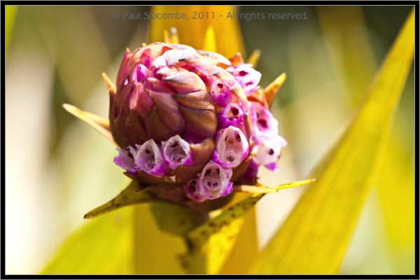 110407MachhuPicc01313
