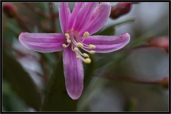 110407MachhuPicc01321