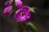 110407MachhuPicc01310