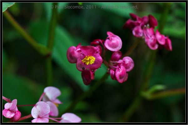 110407MachhuPicc01347