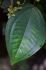 110407MachhuPicc01357