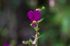 110407MachhuPicc01334