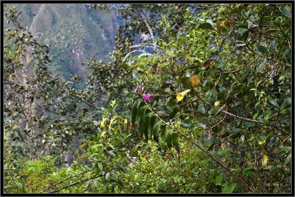 110407MachhuPicc01429
