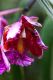 110408MachhuPicc01494