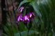 110408MachhuPicc01496