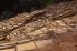 110403cuzco00602