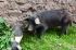 110403cuzco00652