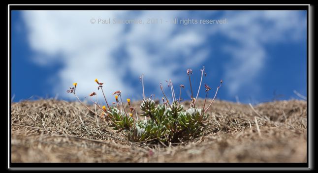 110403cuzco00698